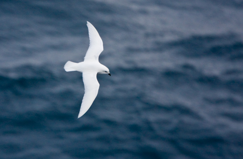 Snow Petrel In Flight